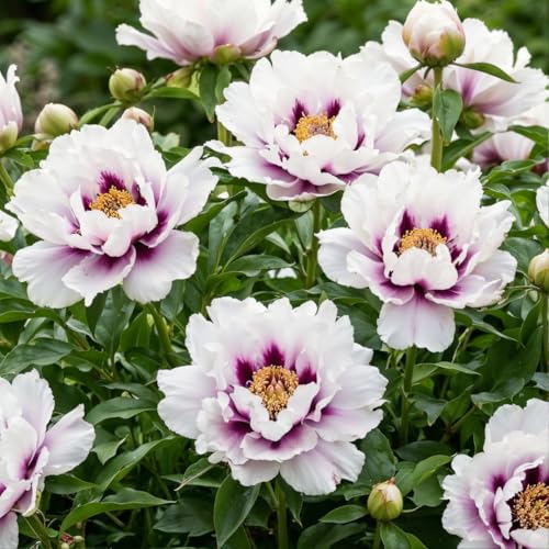 Pfingstrosen Pflanzen Winterhart Itoh Pink Passion - 1 Wurzel - große Päonien Hybride - Mehrjährige Staude - Pflanzen aus Holland für Garten und Topf (kein Samen, Zwiebeln und nicht künstlich) (Rosa)