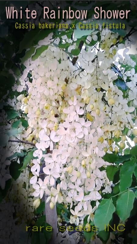 Amazon.co.jp: □ハワイアンシャワー！ホワイトレインボー