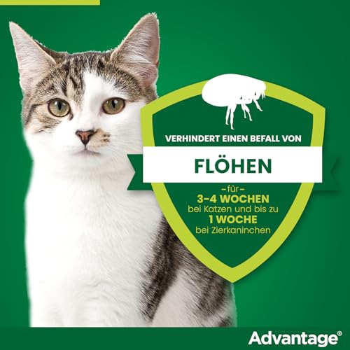 Elanco Advantage Spot-On 80 für große Katzen und Zierkaninchen ab 4 bis 8 kg, wirksamer Schutz vor Flöhen und Flohbefall bis 4 Wochen, einfache Spot-on-Anwendung, 4 Pipetten mit 0,8 ml Lösung