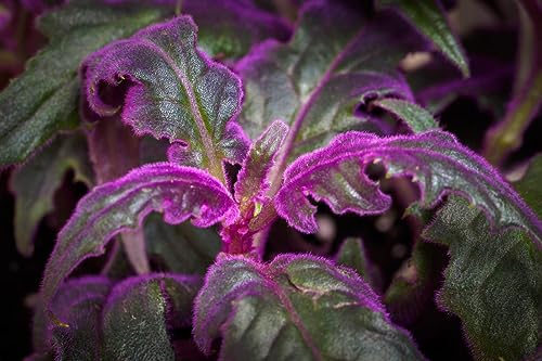 Purple Passion Plant - Royal Velvet Plant - 2 Live Starter Plants in 2 Inch Pots - Gynura Aurantica - Rare Indoor Houseplant