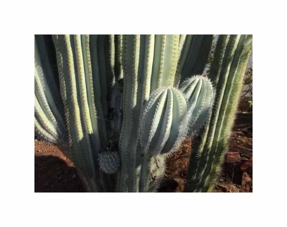 Stk - 10x Pachycereus pringlei grte Kaktus der Welt Pflanzen - Samen  ID1761 - Seeds & Plants Shop by Ipsa : Amazon.de: Garten