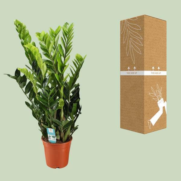 Glücksfeder Zamioculcas Zamiifolia Zimmerpflanze Ø21cm 95cm – pflegeleichte Grünpflanze für Wohnzimmer, Büro & helle Standorte kaufen