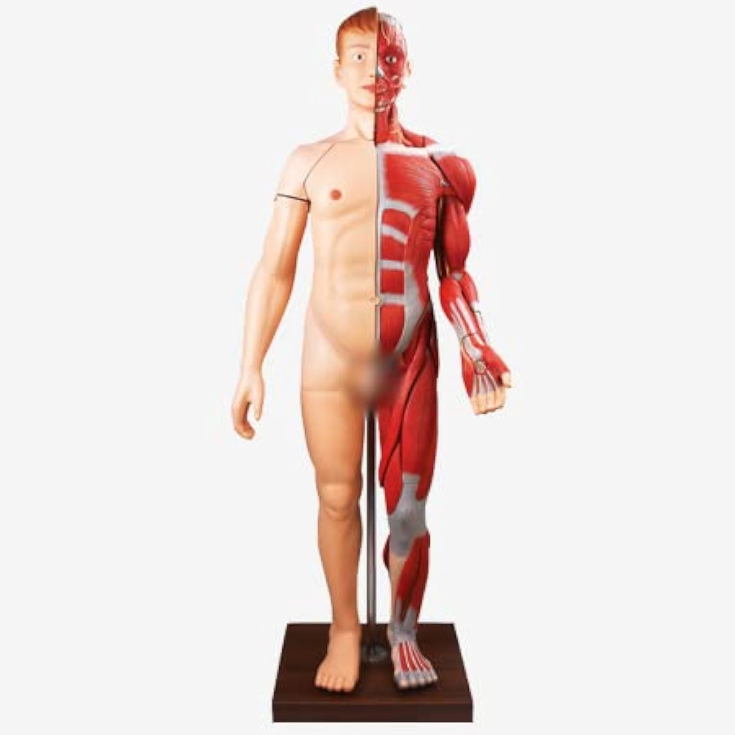 Complete Life Size Human Male Model Anatomy Full Life Size Displays 28 Parts Showing Body Muscles Anatomical with Internal Organs Shows Topography of Muscles/Organs Biology Anatomy Model Laboratory