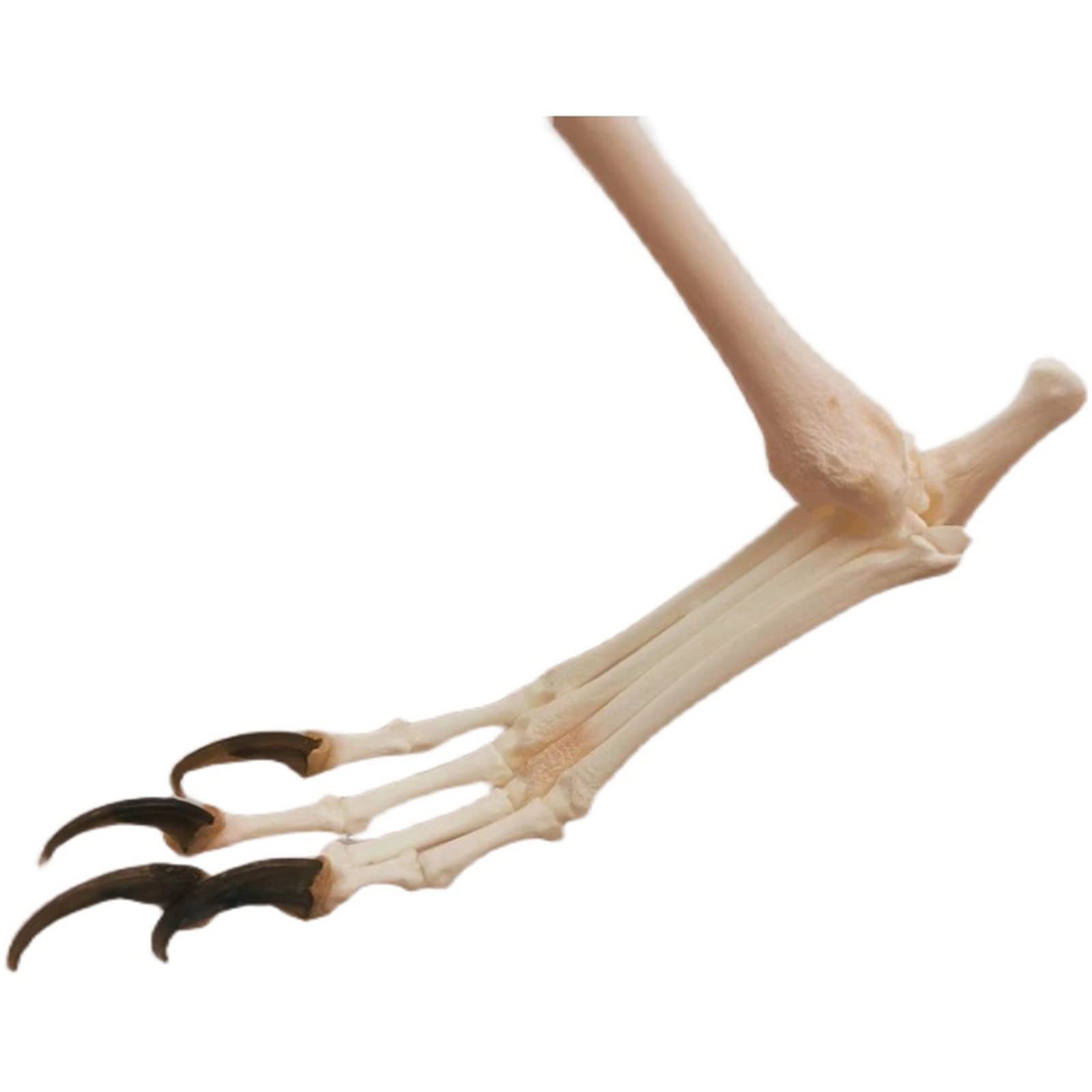 ZYFWZC Spécimen D'os De Jambe De Renard, Modèle De Squelette De Renard, Fournitures De Taxidermie, Médecine Vétérinaire Artistique 1:1