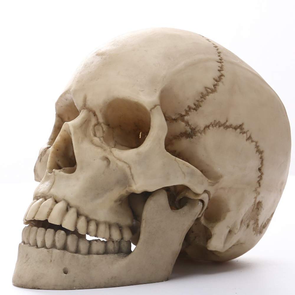 GTHTUHFD Life Size Medical Skull Model Resin Skull Craft Skeleton Statue Removable Teeth Resin Skull Head Human Skeleton Model Medical Training Model