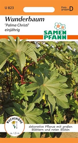 SAMEN PFANN® Wunderbaum (Ricinus), Palma Christi - Blumen-Samen...