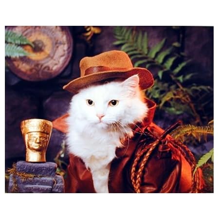 Indiana Jones Cat Funny Animal Nature Kids Room Wall Decor Art Print Poster (16x20)