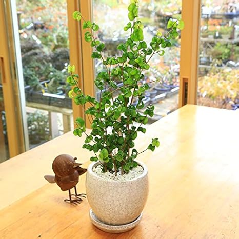 Amazon 観葉植物 フィカスベンジャミン ベンジャミナ アンジェポット 受皿付 シロゼオライト 観葉植物 オンライン通販 Amazon 観葉植物 フィカスベンジャミン ベンジャミナ アンジェポット 受皿付 シロゼオライト 観葉植物 オンライン通販