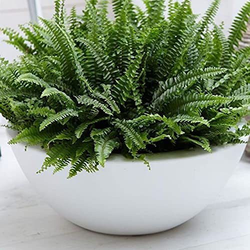 Macetas, Home maceta fibra vidrio Marca Generico (2)