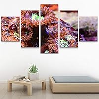SIGNWIN 5 Panel Canvas Wall Art Group Jellyfish Marine Life Multicolor Photography Realism Tropical Ultra Whimsical for Home Decorations Ready to Hang - 60