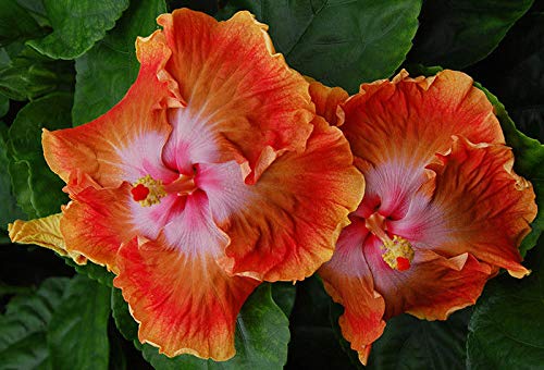 SEMI DI GERMINAZIONE: Schneiden # 5: Originale 10 Rare ibrida Hibiscus Samen/Stecklinge Fleur Jardin Exotique Tropical