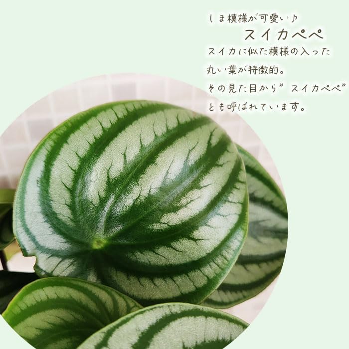 ○ポットごと♡雪兎♡斑入り♡サンデルシー♡希少♡スイカぺぺ♡ぺぺ