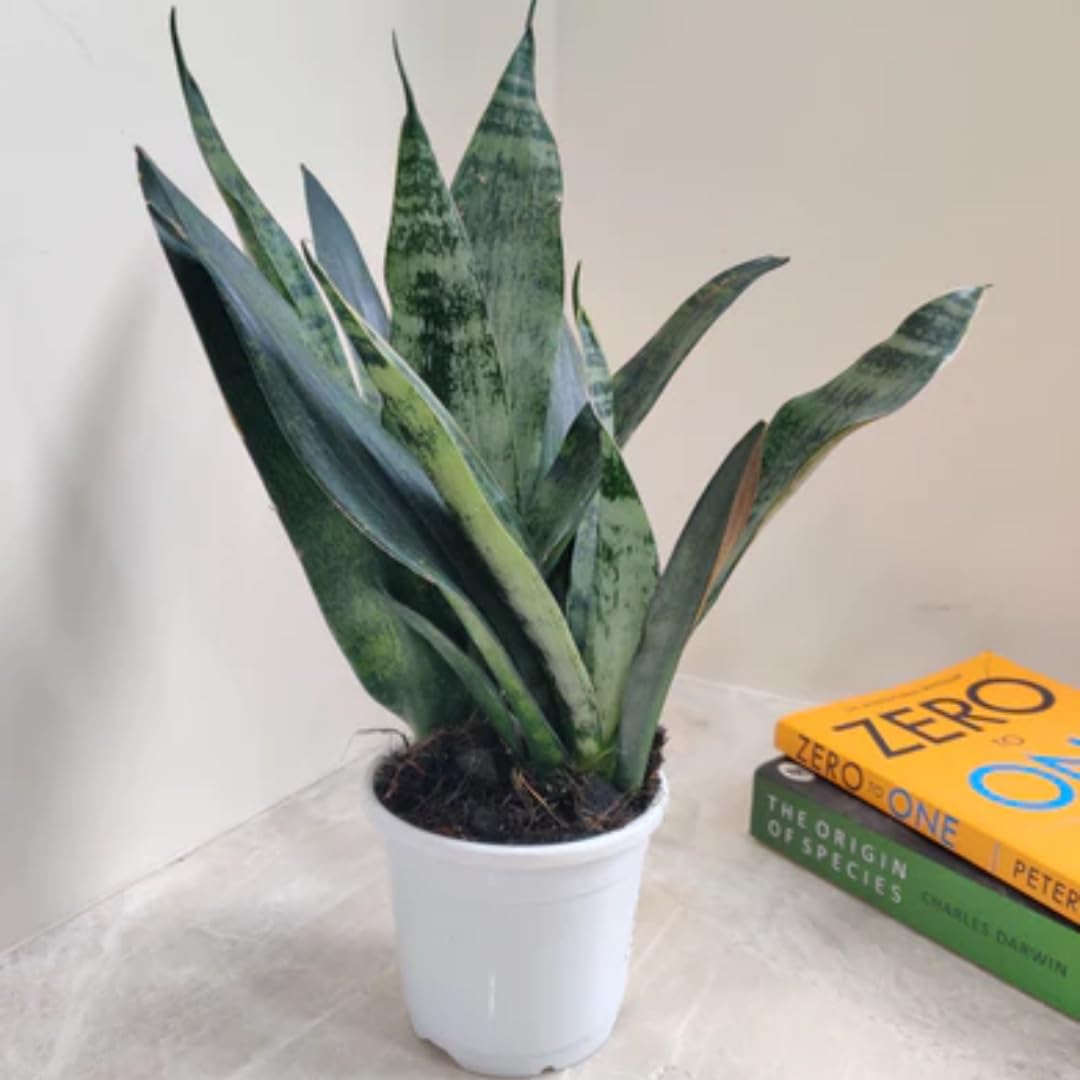 CAPPL Sansevieria (Snake Plant) trifasciata Princess Plant (B075MZ7FF9) Amazon Price History, Amazon Price Tracker