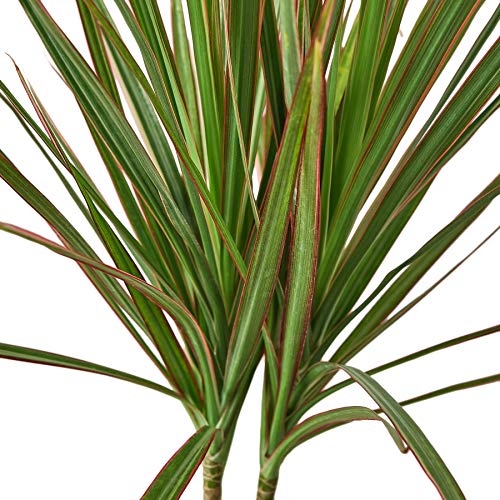 House Plant Shop | Dracaena 'Red Margined' - 4" Pot | Live Indoor Plant | Easy To Care | Natural Décor Plant | Great Gifts| Free Care Guide #TOP1