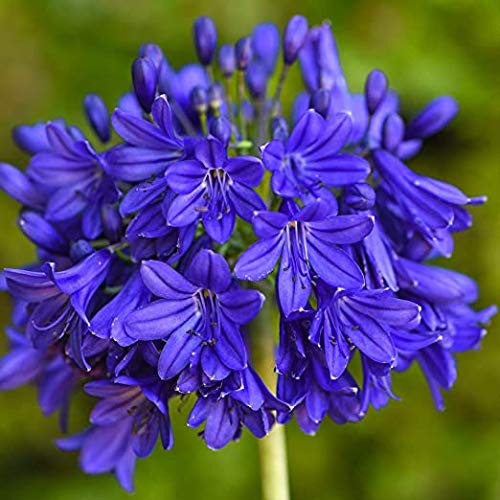 Radha Krishna Agriculture Agapanthus Africanus 'Lily of The Nile' - 4 Pcs Flower Bulbs Blooming Your Groundcover & Home-image-46