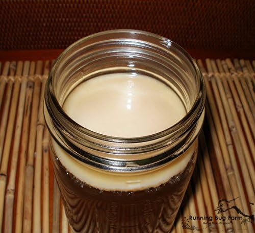 Kombucha Kitchen Genuine Kombucha Culture (Huge SCOBY with Strong Starter Tea - Makes 1 Gallon) by Scoby Kombucha