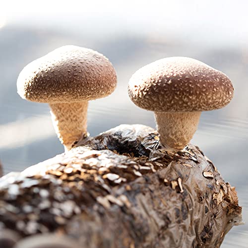 Back to the Roots Organic Mini Mushroom Grow Kit, Harvest Gourmet Oyster Mushrooms In 10 days, Top Gardening Gift, Holiday Gift, & Unique Gift - Image 5