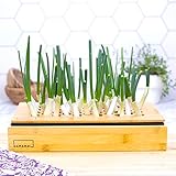 HAMAMA Green Onion/Scallions Growing Kit Indoor Sprouts Mat - Seed Quilts Easy Setup Pack of 1 - Plastic Tray and Bamboo Frame
