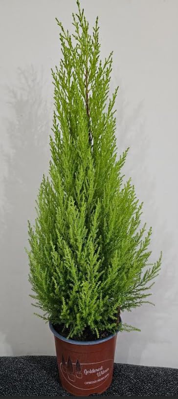 Fresh indoor Plant, Live Plant, Natural Air purifier (Fresh Indoor Plant - Lemon Cypress (60-70cm))