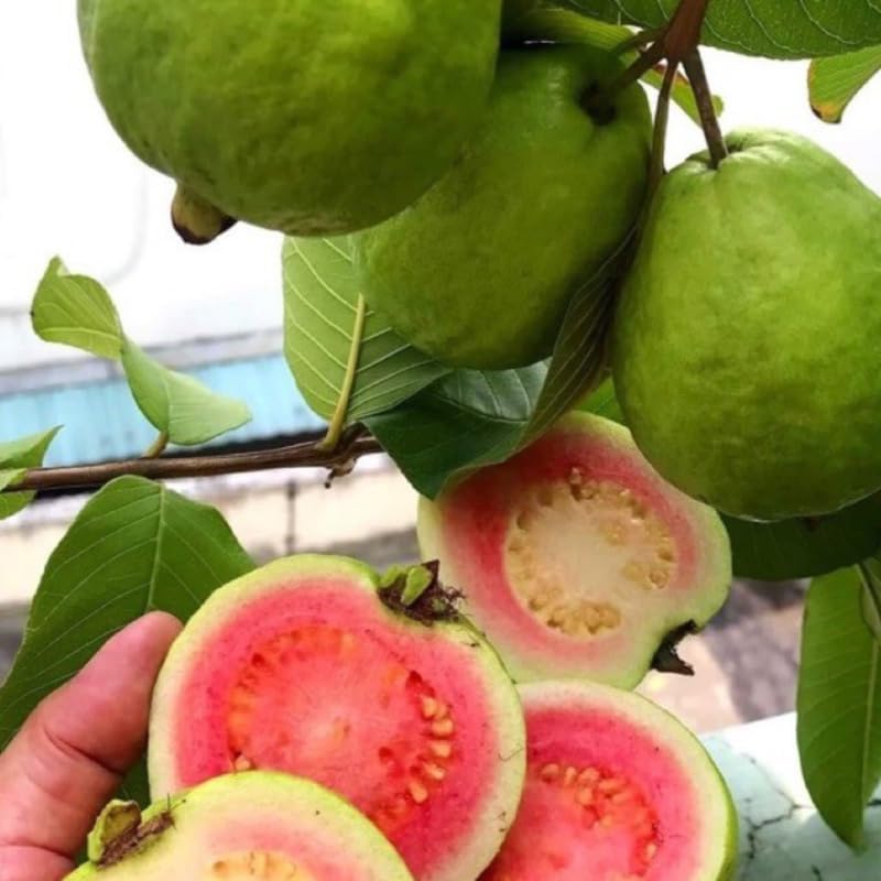 Image of Guava Super Kiran Thai 5 Amrood Variety Fruit (Air Layering /Grafted) Plants & Tree(1.5-3 Feet Size),CF SG33