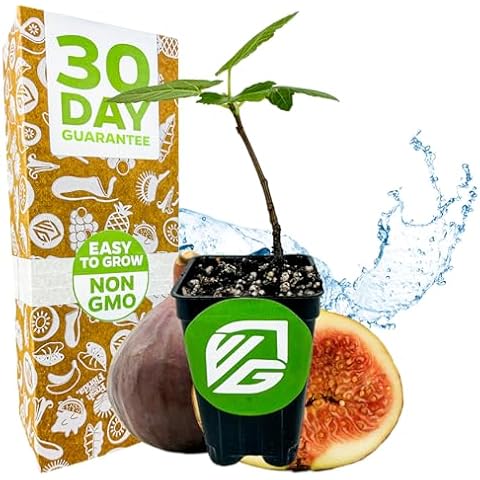 Brown Turkey Fig Tree by Wellspring Gardens Cover