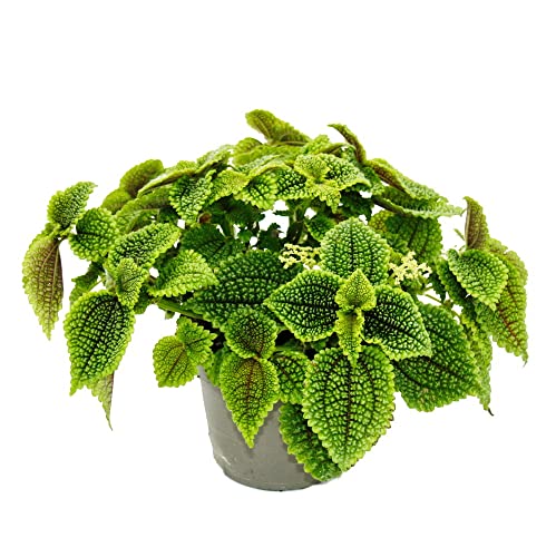 Exotenherz Plante canonnier Pilea involucrata Moon Valley - Plante cratère lunaire - Pot de 12 cm