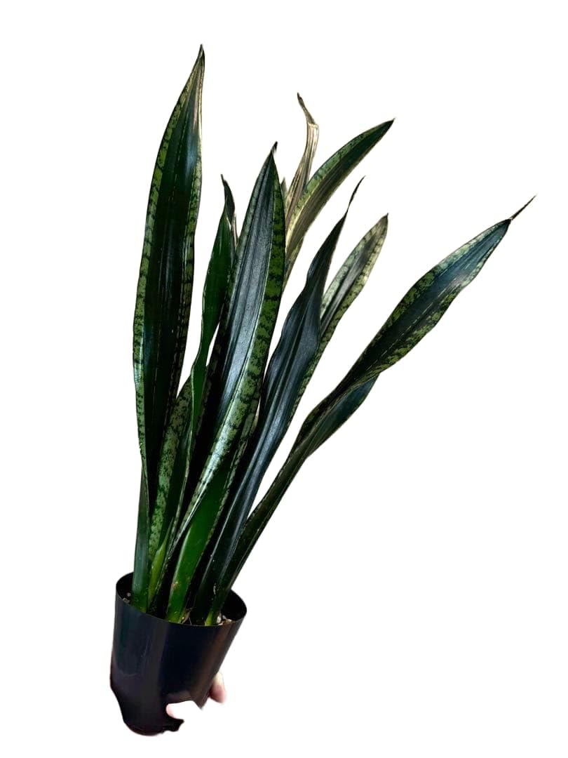 Amazon｜サンスベリア ブラックタイガー 観葉植物｜観葉植物