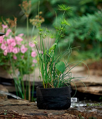 Smart Pots Pond Flexible Aquatic Plant Container for Water Gardening, 1 Gallon, Black