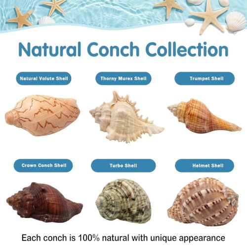 Image of 6PCS Hermit Crab Shells Large | Assorted Sea Conch 2 inch - 3.9 inch, Opening Size 1.5 inch - 2.5 inch | Natural Hermit Crab Growth Turbo Seashells Small Medium Large Hermit Crab Accessories Supplies