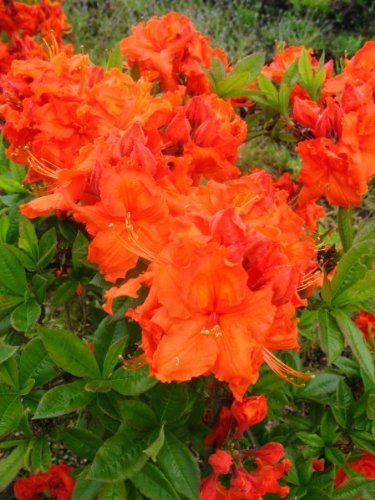 kupferrot blühende Garten Azalee Rhododendron luteum Gibraltar 50-60 cm hoch im 5 Liter Pflanzcontainer