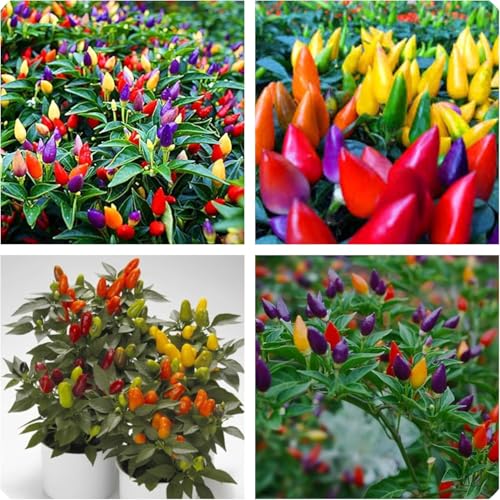 Semi di Peperoncino Ornamentale Rainbow, Piccantezza Media, Confezione da 100 Semi, buono da mangiare o per Decorazione