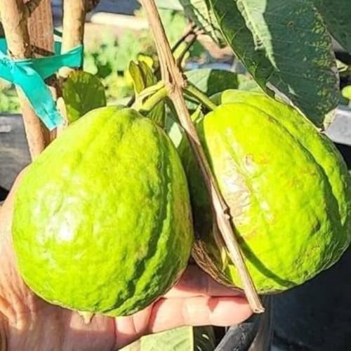 White Guava Tree Live, Ready to Grow Plant, 8-10 Inch Tall