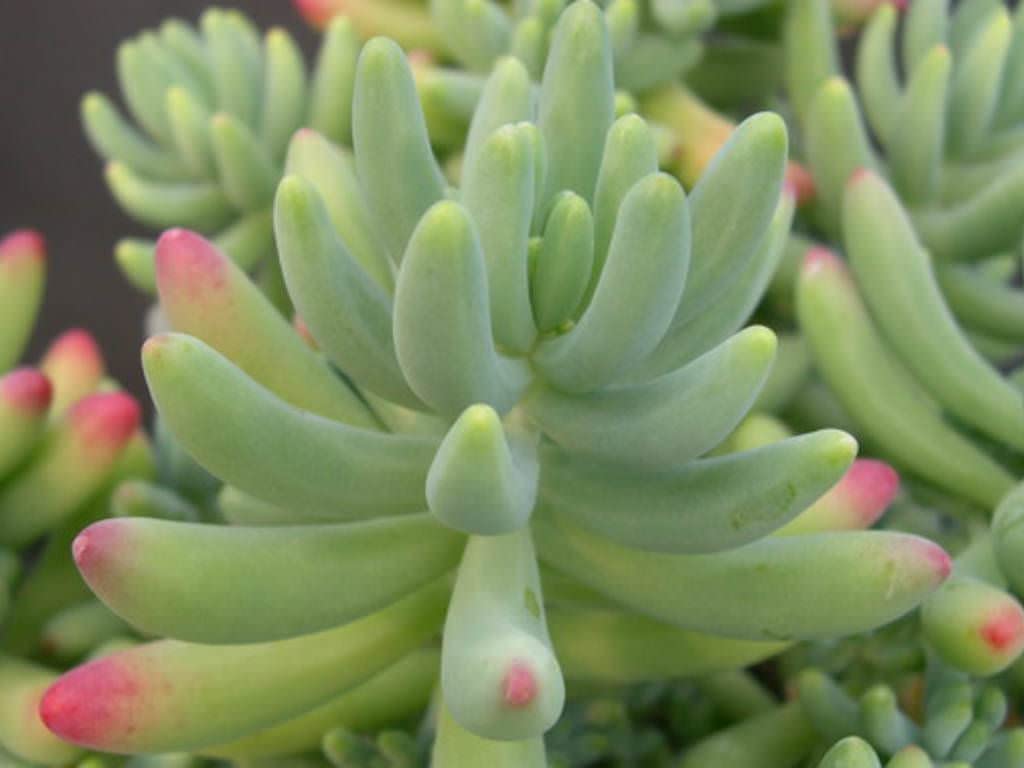 PlantaZee Succulent Live Plant Jelly Bean Plant - Sedum pachyphyllum Architectural Plant vastu Plant (B09MLNLLX8) Amazon Price History, Amazon Price Tracker