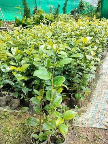 Image of Camellia Pink Perfection flower Live Plant Rare Hybrid (Plant Height 1.5-2.5 Feet) Live Flower Plant for Home garden Indoor Outdoor Shrubs Tree