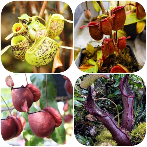 Semi di carnivora, Nepenthes mirabilis, resistenti per il giardino giardino aromatiche da interno carnivore prodotti sostenibili rare vecchie 150pcs
