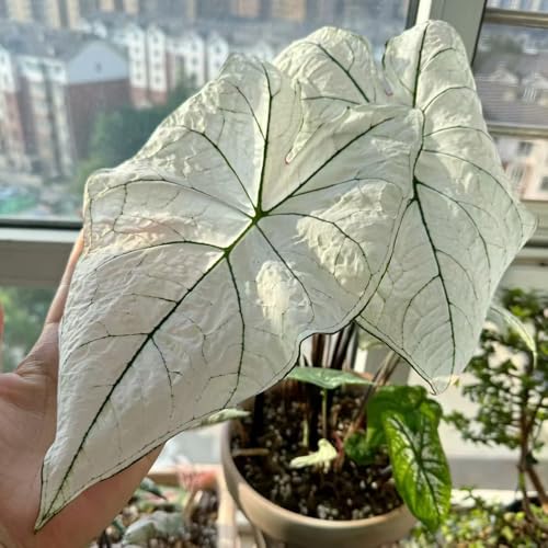 semillas de la planta de caladio sombra exóticas inusual balcón seto jardín jardín interior plantas perennes Planta de interior 200pcs
