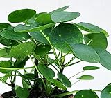 Zoom IMG-1 powers to flowers pilea peperomioides