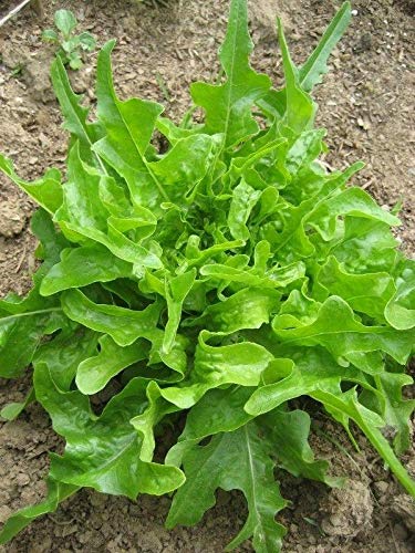 Oakleaf Lettuce Seeds - Bright Green oakleaf Shaped Leaves - Tasty!!!!(100 - Seeds)