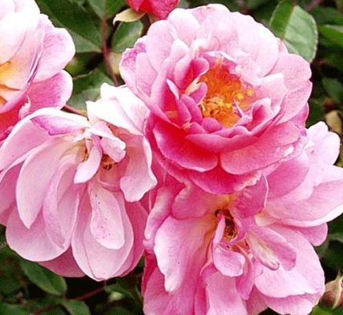 Rosa Shrub Rose 'Cornelia' Containerised