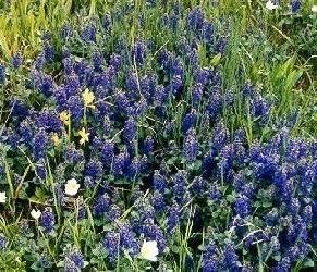 Ajuga genevensis 1,000 Seeds