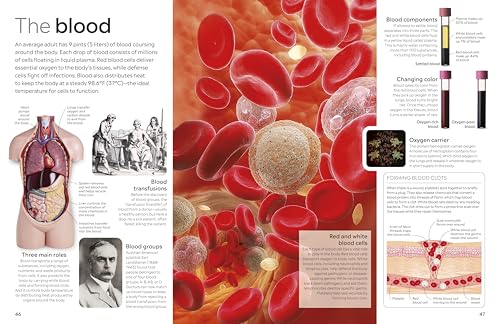 Eyewitness Human Body