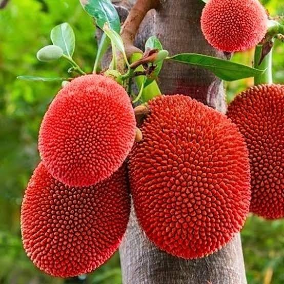 See full amazon price history chart for Hybrid Thailand Variety Pink Jackfruit Plant | All Season Sweet and Juicy Exotic Pink Kathal Fruit Plant | 1 Healthy Grafted Jackfruit Plants for your garden Hybrid Thailand Variety Pink Jackfruit Plant | All Season Sweet and Juicy Exotic Pink Kathal Fruit Plant | 1 Healthy Grafted Jackfruit Plants for your garden (B0CRFSDJSZ) Amazon Price History, Amazon Price Tracker