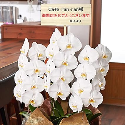 Amazon 花上に飛び出す木札付き 胡蝶蘭専門店はなやか 胡蝶蘭 白大輪 3本立ち 24輪 26輪クラス 生花 ラッピング 札が必要な場合は ギフト設定 内の文字を編集してください 造花 オンライン通販