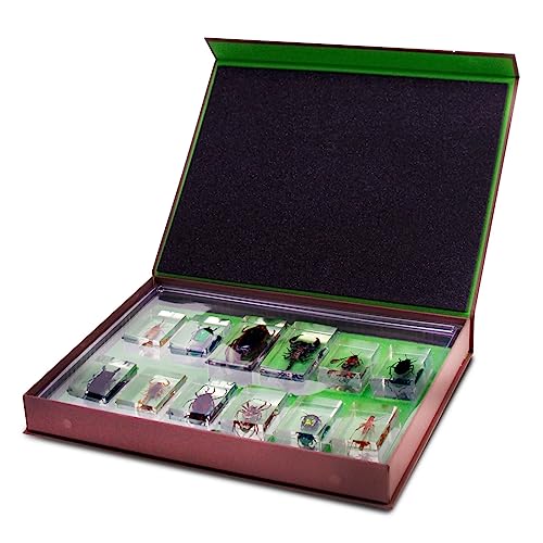 Image of Geoworld Nature Collection Insects in Resin: 12 Insects - Scorpion, Spider, Beetles and More - STEM Education or Collection Set
