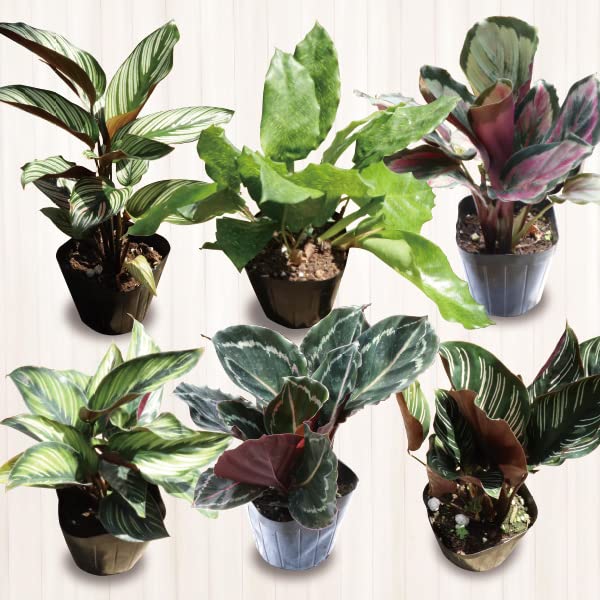 Amazon.co.jp: ［ソラニワ］［5鉢セット］カラテア 人気品種アソート 