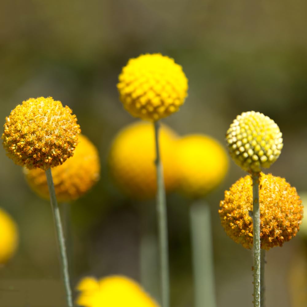 600 pieces drumstick plant hardy seeds