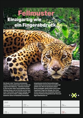 Terra X - Das Wunder Erde Wochenplaner 2026: 53 Blatt mit spannenden Naturphänomenen und atemberaubender Landschaftsfotografie. Geheimnisvolle Natur im praktischen Wandplaner (Wochenplaner Harenberg)
