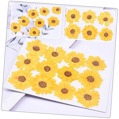 Flores secas prensadas Margarita 24 piezas para manualidades miniatura 3
