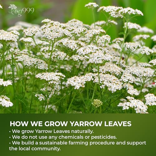 Image of TOG999, Yarrow Tea Leaves 8oz | Premium Herbal Tea | Naturally Aromatic, Freshly Packed Loose Leaf Yarrow | Sustainably Sourced, Non-GMO, No Additives - Ideal for Daily Herbal Brewing