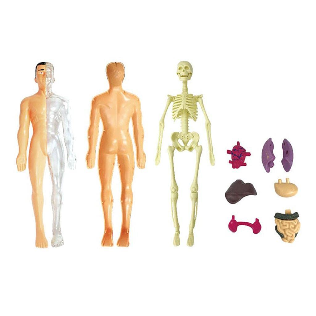 Qianly Menschlicher Körper Anatomie Modell Skelett Figur Lehrmodell Lernmodell Bausatz Aus mit Abnehmbaren Teilen für Kinderunterricht